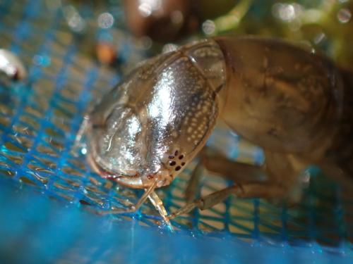 Réf. 301 091 : Dytiscus circumflexus